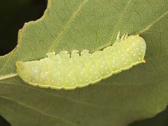 ©Wolfgang Wagner, www.pyrgus.de