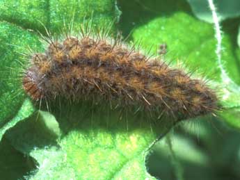 ©Tristan Lafranchis