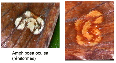 Amphipoea oculea(&copy; Philippe Mothiron)