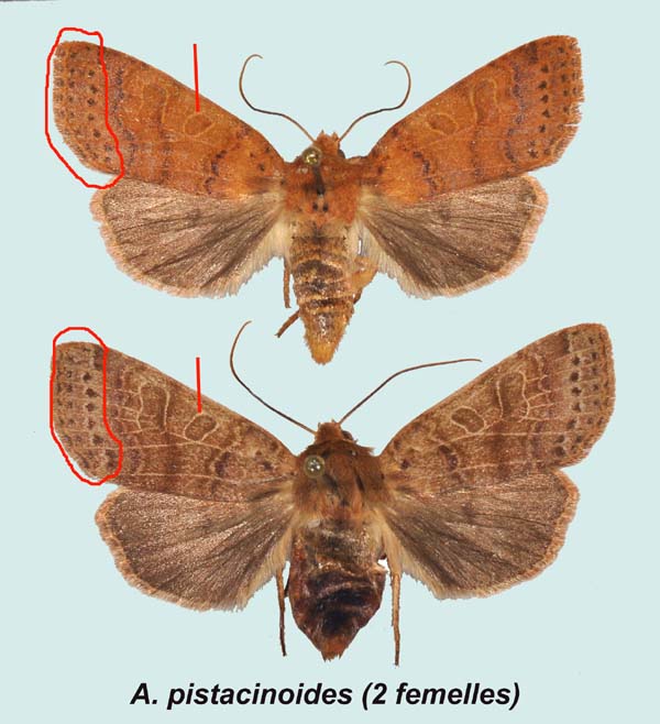 Haut : Echevis (Dr�me), 20-IX-1990 - Bas : Comps-sur-Artuby (Var), 16-IX-1987.