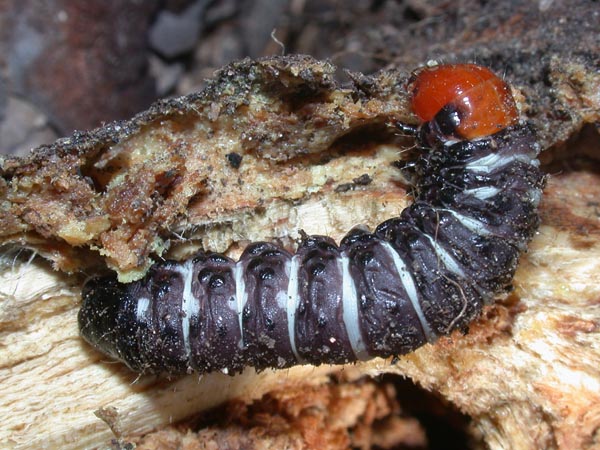 Chenille presque � terme