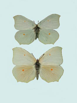 Gonepteryx_rhamni (&copy; Philippe Mothiron)