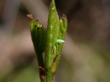 Gonepteryx_rhamni (&copy; Philippe Mothiron)