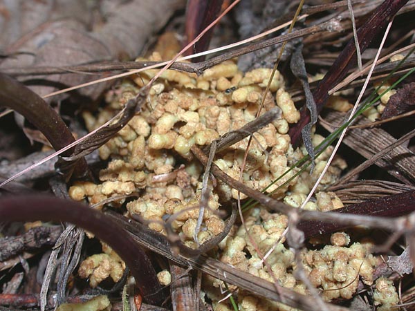 Rejets chenille � terme