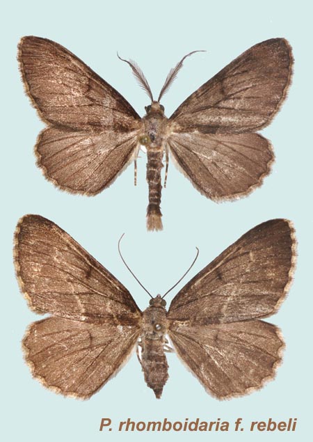 Couple f. rebeli- En haut, m�le, Viroflay (Yvelines), 10.IX.1978 ; en bas, femelle, Viroflay (Yvelines), 9-X-1977.