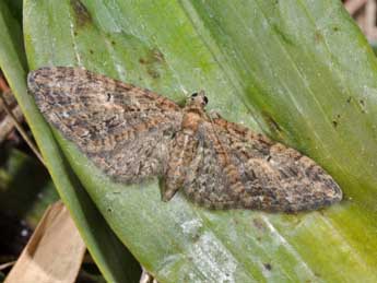 Eupithecia abbreviata Stph. adulte - �Philippe Mothiron
