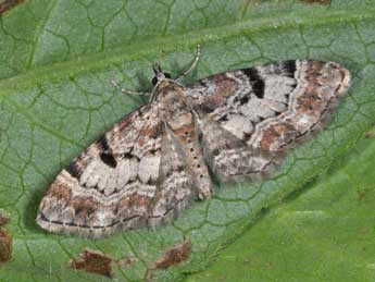 Eupithecia abietaria Gze adulte - �Philippe Mothiron