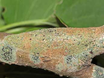  Chrysalide de Menophra abruptaria Thnbg - �Jean-Paul Coat