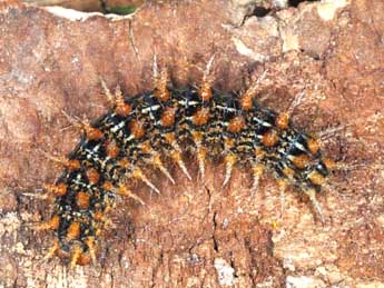  Chenille de Fabriciana adippe D. & S. - �Wolfgang Wagner, www.pyrgus.de
