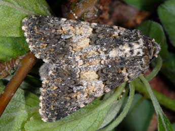 Hadena adriana Schaw. adulte - �Wolfgang Wagner, www.pyrgus.de