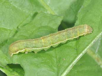  Chenille de Mniotype adusta Esp. - �Philippe Mothiron