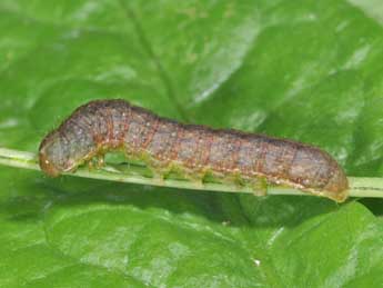  Chenille de Mniotype adusta Esp. - �Philippe Mothiron