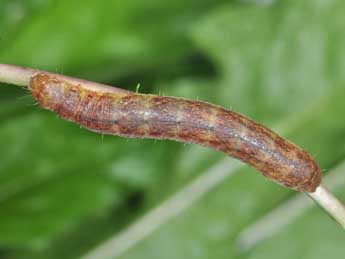  Chenille de Mniotype adusta Esp. - �Philippe Mothiron