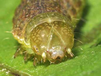  Chenille de Mniotype adusta Esp. - �Philippe Mothiron