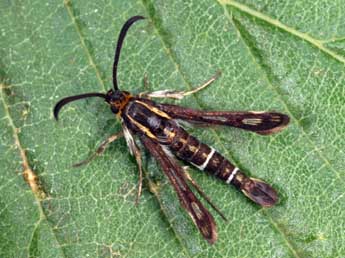 Chamaesphecia aerifrons Z. adulte - �Daniel Morel