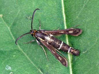 Chamaesphecia aerifrons Z. adulte - �Lionel Taurand