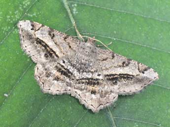 Chiasmia aestimaria Hb. adulte - �Philippe Mothiron