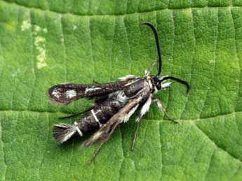 Pyropteron affine Stgr adulte - �Daniel Morel