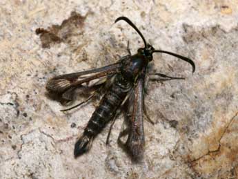 Pyropteron affine Stgr adulte - �Pierre Gros