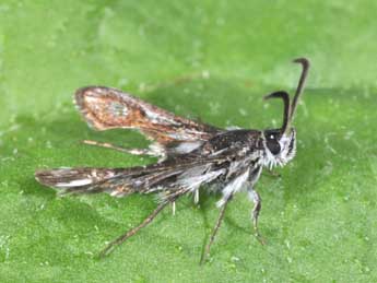 Pyropteron affine Stgr adulte - �Philippe Mothiron