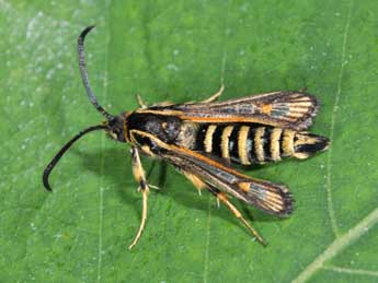 Bembecia albanensis Rbl adulte - �Philippe Mothiron