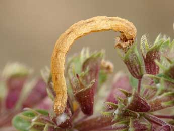  Chenille de Idaea incisaria albarracina Reiss. - �Lionel Taurand