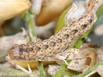  Chenille de Hadena albimacula Bkh. - �Philippe Mothiron