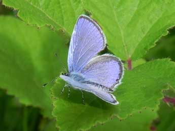 Cupido alcetas Hoffmsg adulte - �Philippe Mothiron