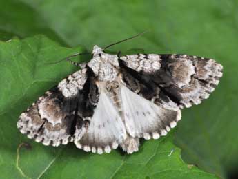 Acronicta alni L. adulte - �Philippe Mothiron