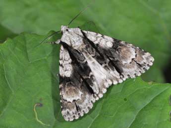 Acronicta alni L. adulte - �Philippe Mothiron