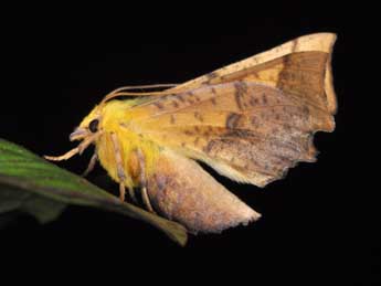 Ennomos alniaria L. adulte - �Philippe Mothiron