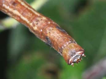  Chenille de Ennomos alniaria L. - �Philippe Mothiron