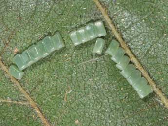  Oeuf de Ennomos alniaria L. - �Philippe Mothiron