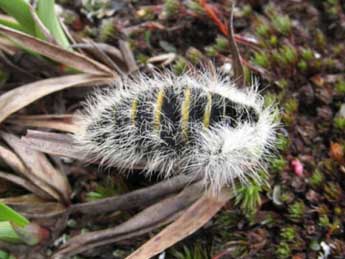 Lycia alpina Sulz. adulte - �Wolfgang Wagner, www.pyrgus.de