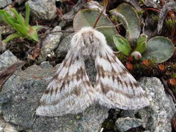 Lycia alpina Sulz. adulte - �Wolfgang Wagner, www.pyrgus.de