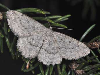 Charissa ambiguata ambiguata Dup. adulte - �Philippe Mothiron