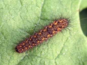  Chenille de Dysauxes ancilla L. - �Daniel Morel