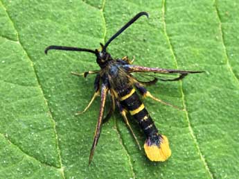 Synanthedon andrenaeformis Lasp. adulte - �Daniel Morel