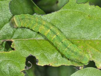  Chenille de Mniotype anilis Bsdv. - �Philippe Mothiron