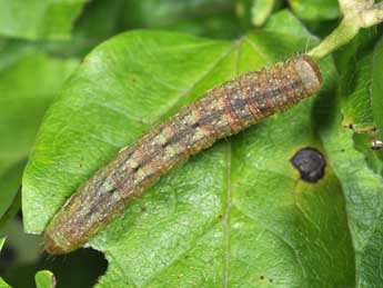  Chenille de Mniotype anilis Bsdv. - �Philippe Mothiron