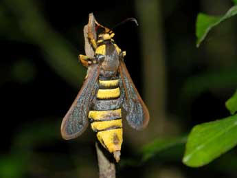 Sesia apiformis Cl. adulte - �Samuel Ducept