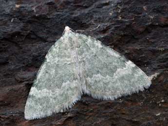 Colostygia aqueata Hb. adulte - �Daniel Morel