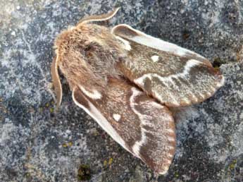 Eriogaster arbusculae Frr adulte - �Philippe Francoz