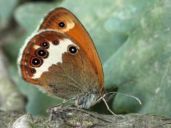 Coenonympha arcania L. adulte - �Daniel Morel