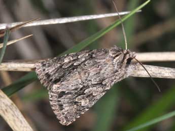 Xylocampa areola Esp. adulte - �Philippe Mothiron