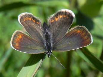 Plebejus argus L. adulte - �Philippe Mothiron
