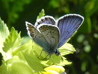 Plebejus argus L. adulte - �Philippe Mothiron