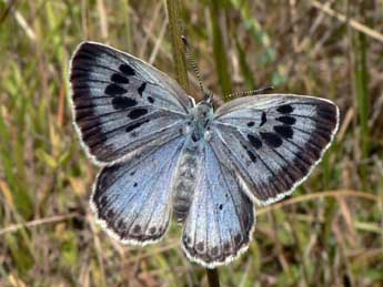 Phengaris arion L. adulte - �Philip Clarke