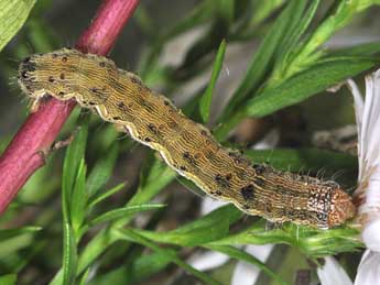  Chenille de Helicoverpa armigera Hb. - �Philippe Mothiron