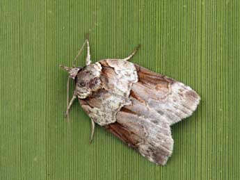 Nycteola siculana Fuchs adulte - �Daniel Morel